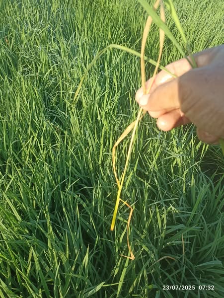 ايه اسباب موت العيدان الارز مع العلم موجود في ريح السكك ولما كنت منشف لقيت كثير من ده فريح السكه مش لاقي اي دوده ولا اي شيء هل فعلا دي فئران